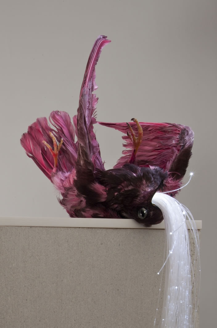 Reid Peppard, Untitled, 2012, Pigeon taxidermy, pink dye, hematite & fibre optic light